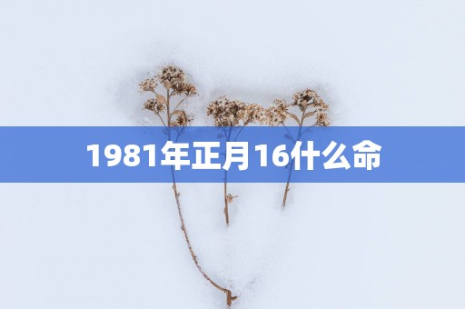 1981年正月16什么命