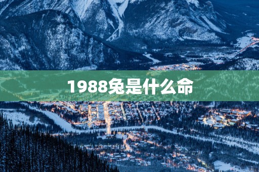 1988兔是什么命