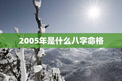 2005年是什么八字命格