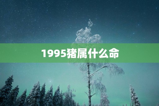 1995猪属什么命