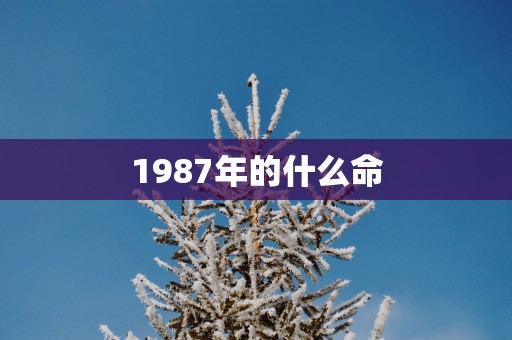 1987年的什么命