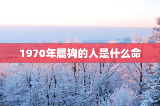 1970年属狗的人是什么命