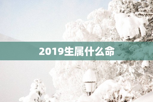 2019生属什么命