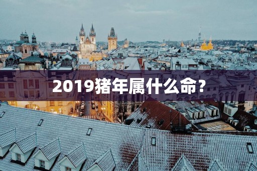 2019猪年属什么命？