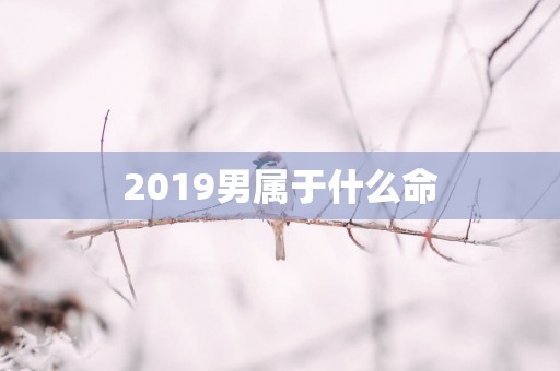 2019男属于什么命