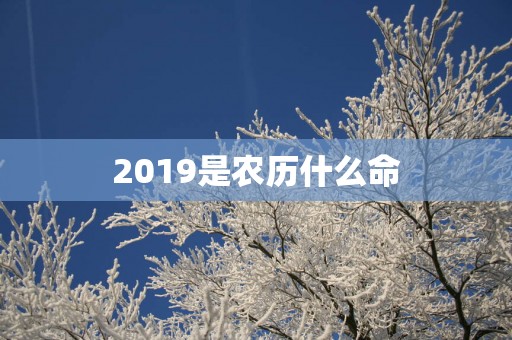 2019是农历什么命