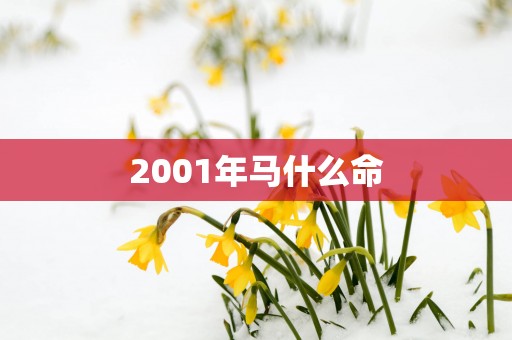 2001年马什么命
