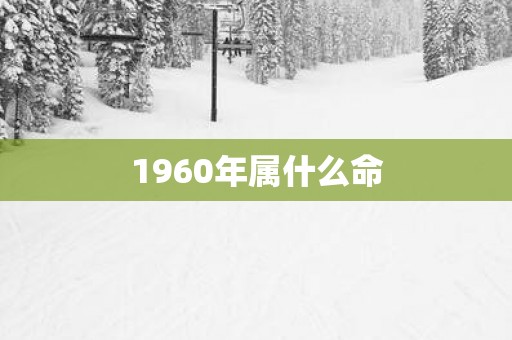 1960年属什么命