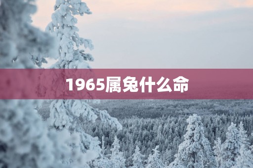 1965属兔什么命