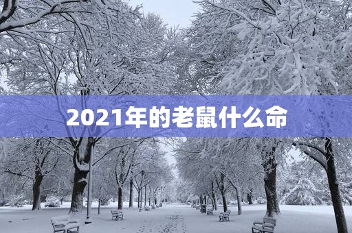 2025年的老鼠什么命