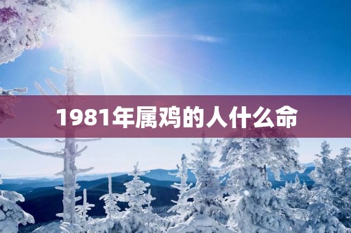 1981年属鸡的人什么命