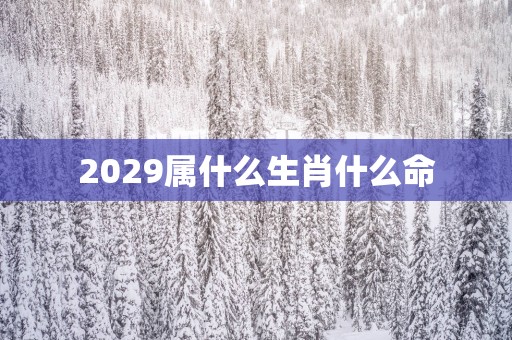 2029属什么生肖什么命