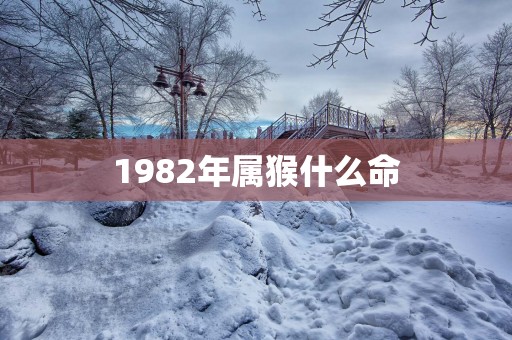 1982年属猴什么命
