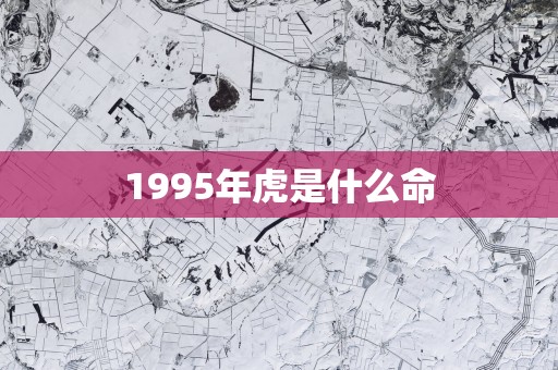 1995年虎是什么命