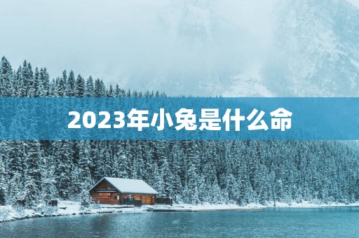 2025年小兔是什么命