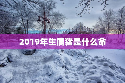 2019年生属猪是什么命