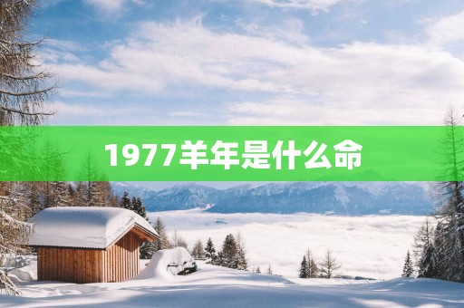 1977羊年是什么命