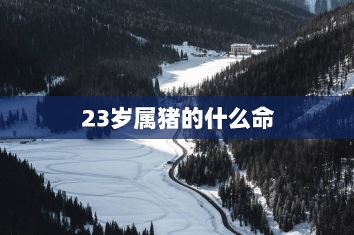 23岁属猪的什么命