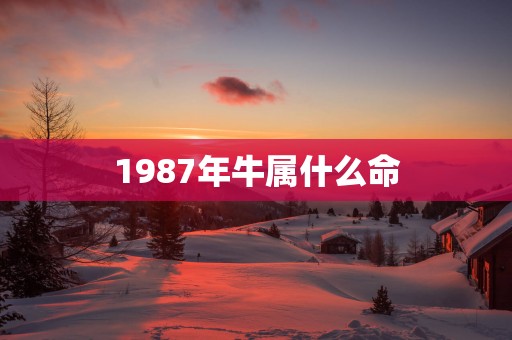 1987年牛属什么命