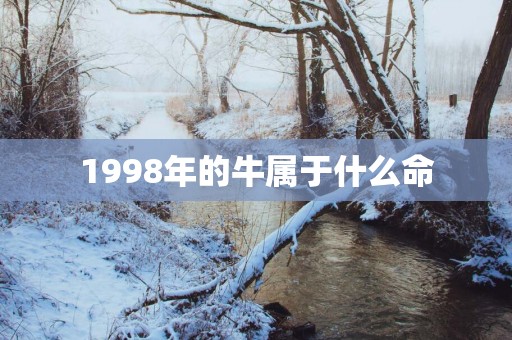 1998年的牛属于什么命