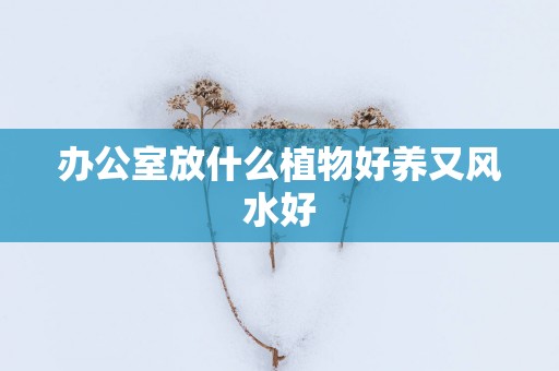 办公室放什么植物好养又风水好