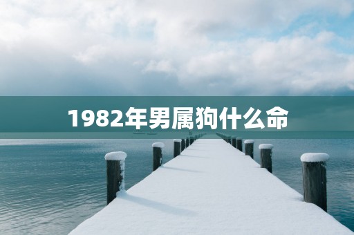 1982年男属狗什么命