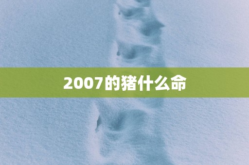 2007的猪什么命