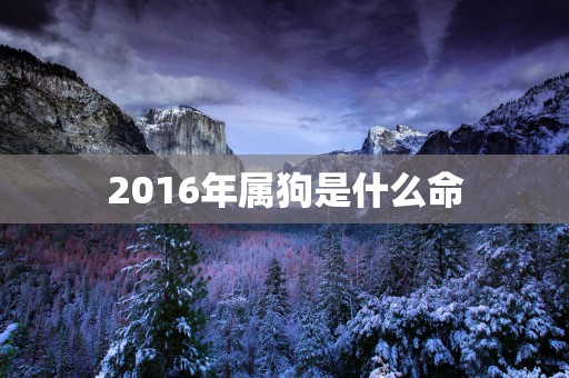 2016年属狗是什么命