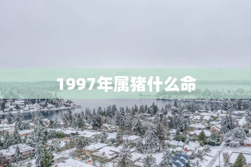 1997年属猪什么命