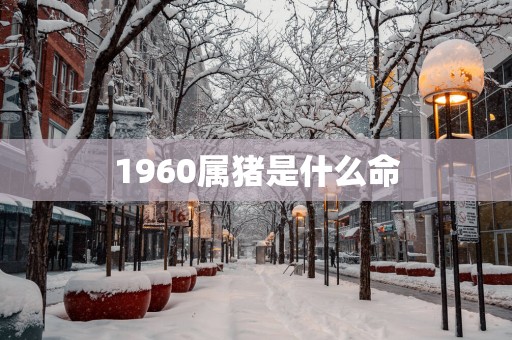 1960属猪是什么命