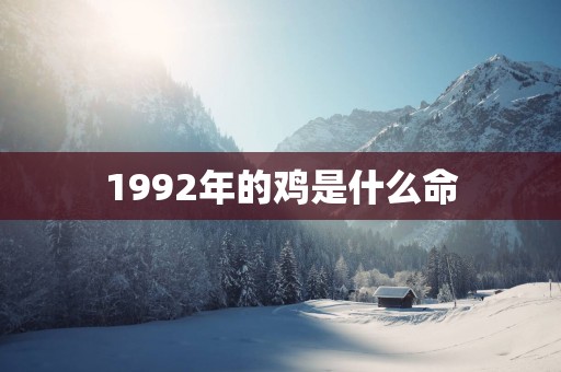 1992年的鸡是什么命