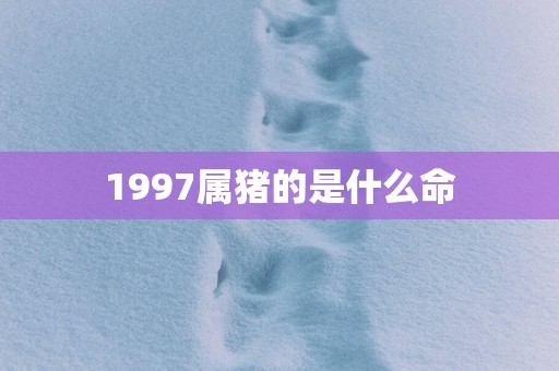 1997属猪的是什么命
