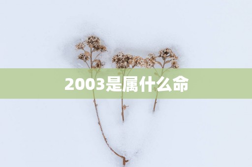 2003是属什么命