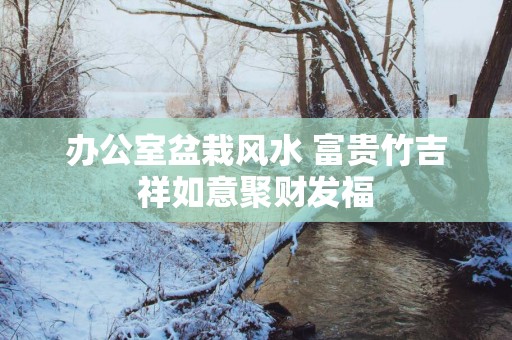 办公室盆栽风水 富贵竹吉祥如意聚财发福