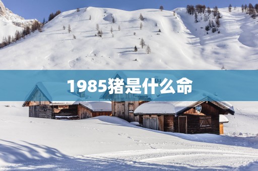 1985猪是什么命