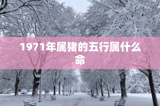 1971年属猪的五行属什么命
