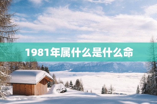 1981年属什么是什么命