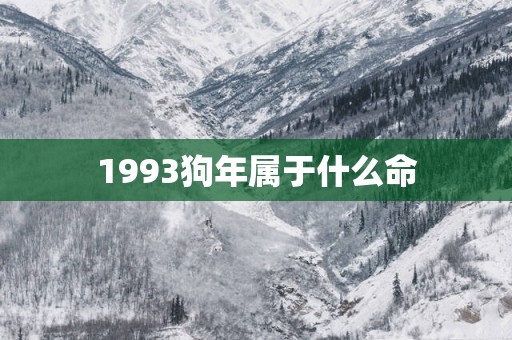 1993狗年属于什么命