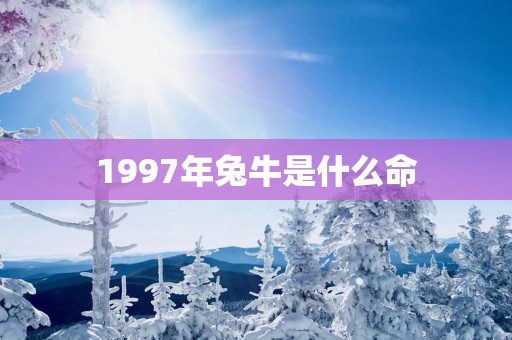 1997年兔牛是什么命