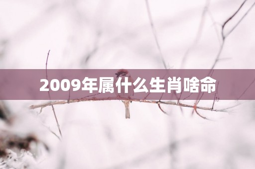 2009年属什么生肖啥命