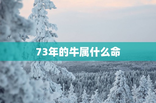 73年的牛属什么命