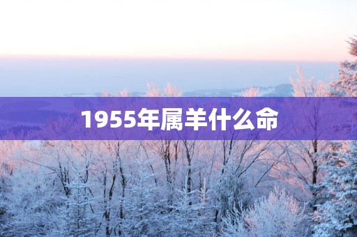 1955年属羊什么命