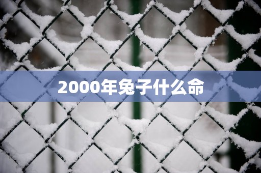 2000年兔子什么命