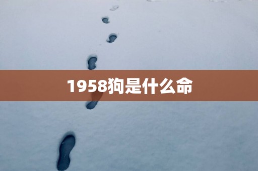 1958狗是什么命