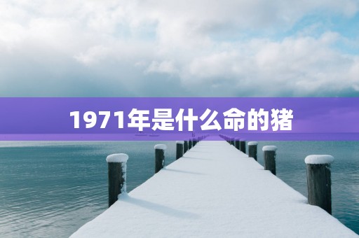 1971年是什么命的猪