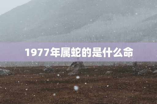 1977年属蛇的是什么命