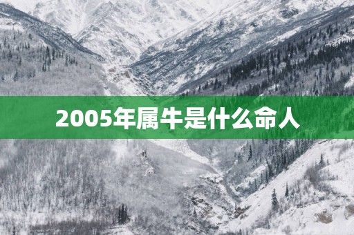 2005年属牛是什么命人