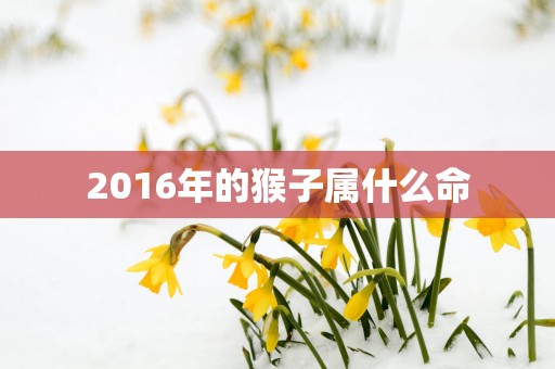 2016年的猴子属什么命