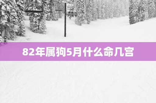 82年属狗5月什么命几宫
