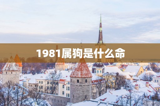 1981属狗是什么命